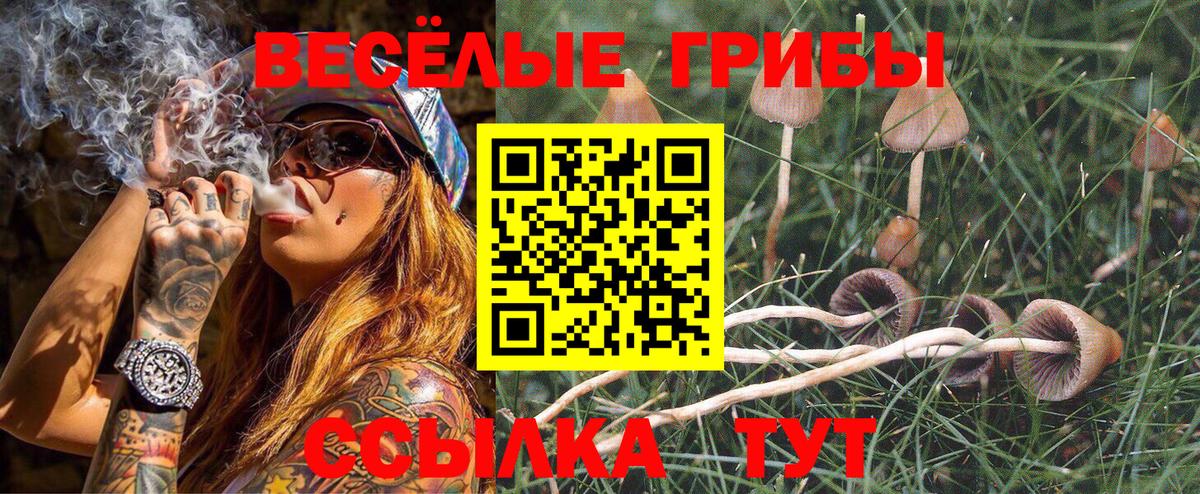 Галлюциногенные грибы Psilocybe Копейск